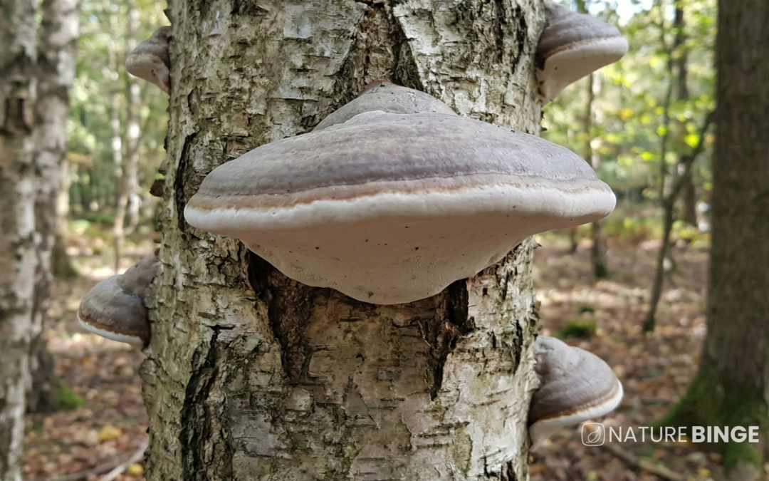Birch Polypore