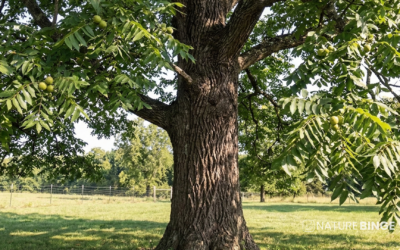 Black Walnut