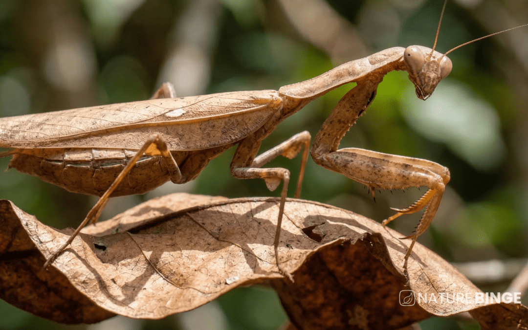 Malaysian Dead Leaf Mantis