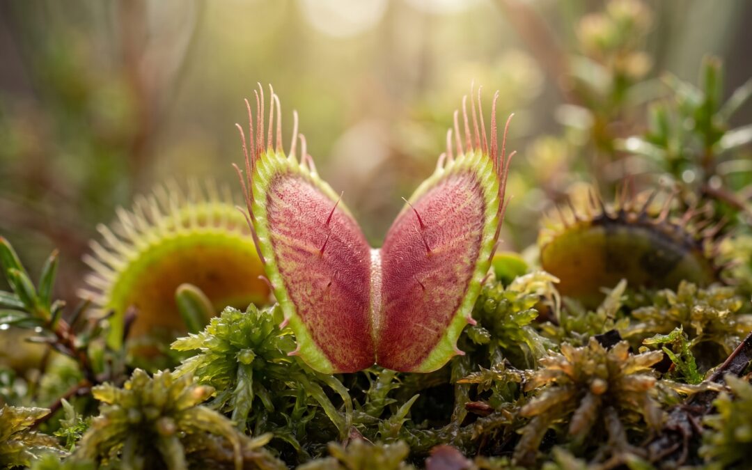 Venus Flytrap