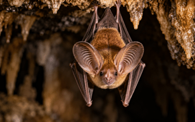 Cuban Greater Funnel-eared Bat