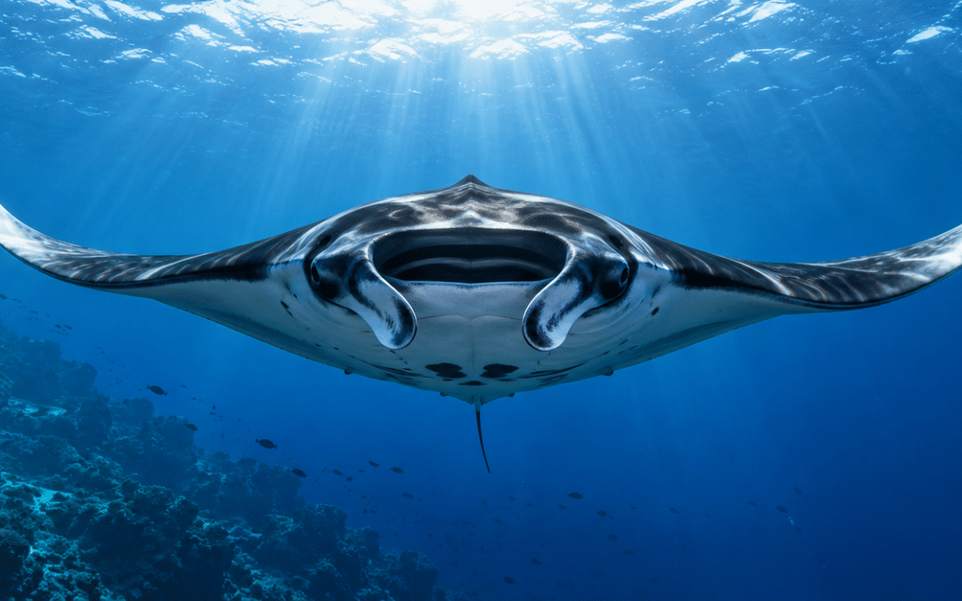 Giant Oceanic Manta Ray