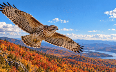 Riders of the Thermal Winds: The Science of Autumn Hawk Migration