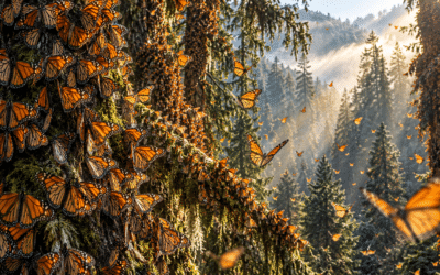The Great Monarch Migration: How Millions of Butterflies Navigate Autumn Skies
